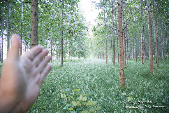 LCG & GWG Tree Farm
