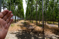 Tree Farm