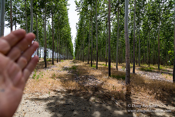 Tree Farm