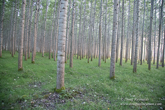 LCG & GWG Tree Farm