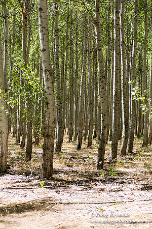 Tree Farm