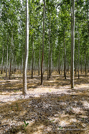 Tree Farm