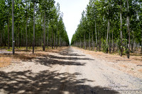 Tree Farm