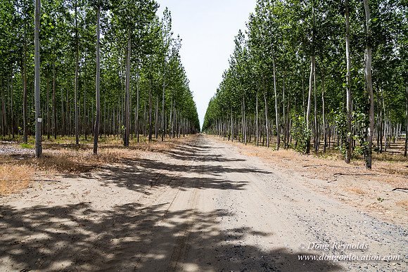 Tree Farm