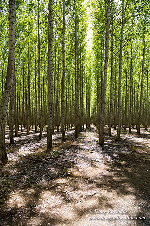 Tree Farm
