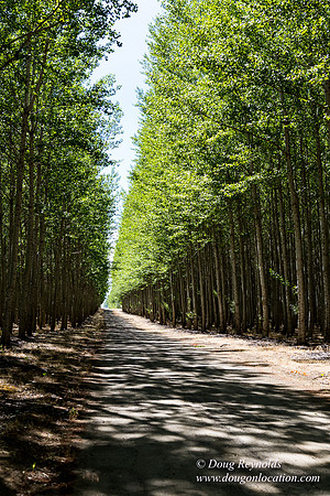Tree Farm
