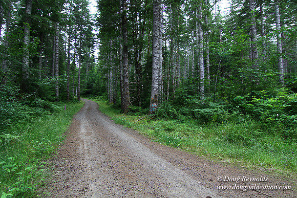 Tree & Forested locations