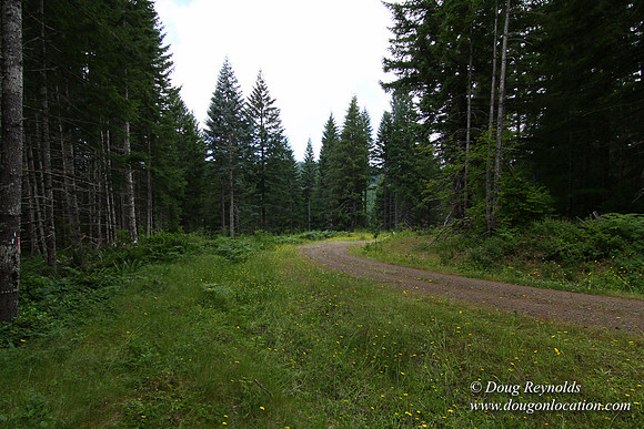 Tree & Forested locations