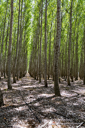 Tree Farm