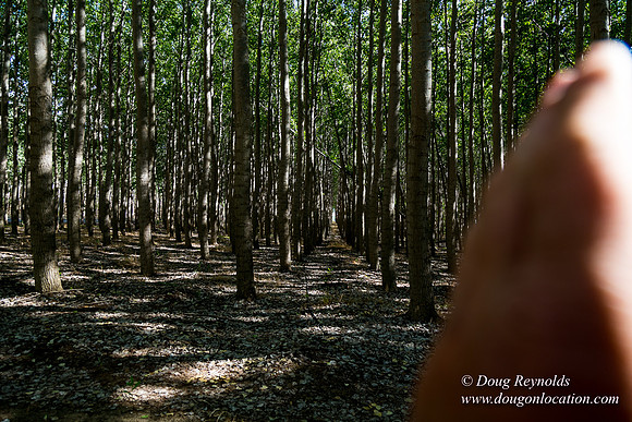 Tree Farm