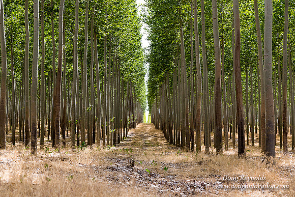 Tree Farm