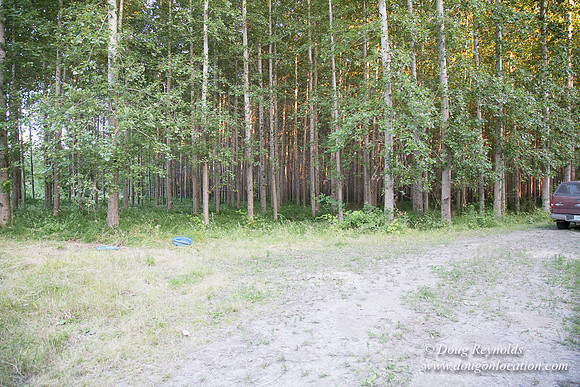 LCG & GWG Tree Farm
