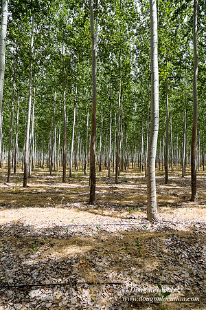 Tree Farm