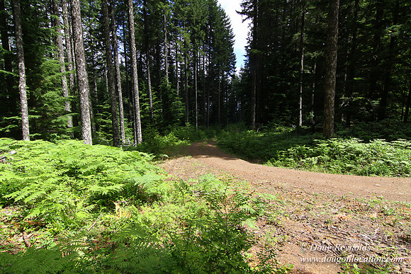 Tree & Forested locations