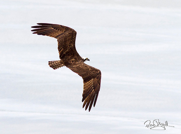 Osprey Flying
