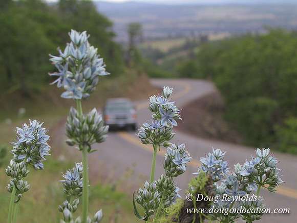WA Canyon Rd- 7411