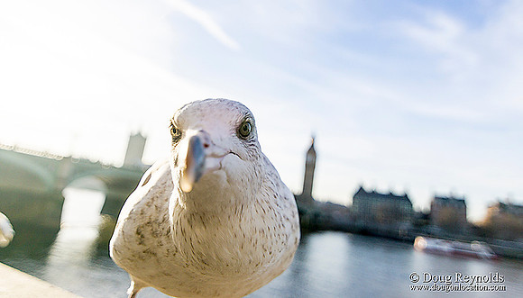 Seagull in my lens