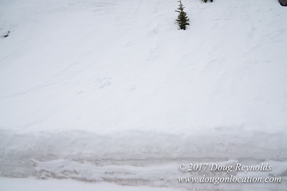 Timberline Rd Snow