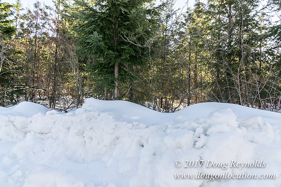 Lost lake Rd with Snow