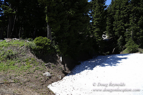 Medow's Snow-5640