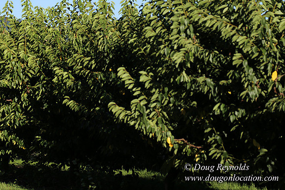 Patricks Farm-8530