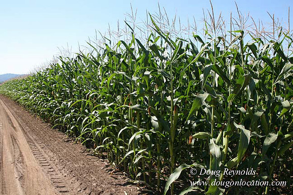 Farm 4 has Barns Shops they grow Wheat and Corn.  in the Portland Zone