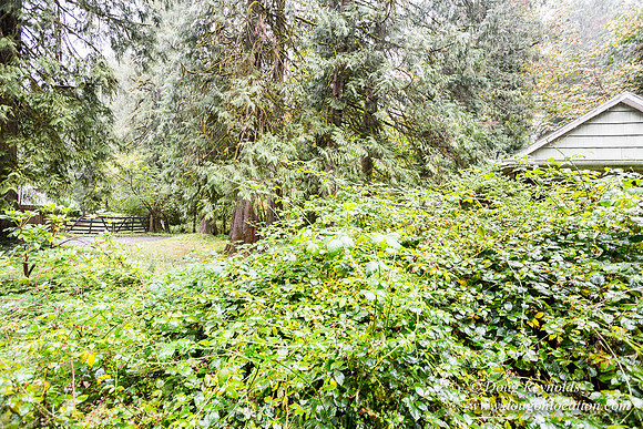 Collins Cabin