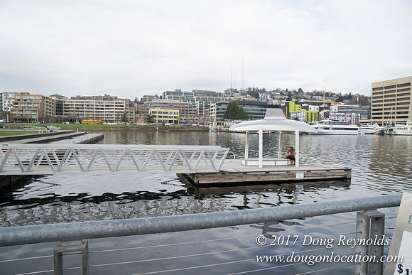 Lake Union Park Dock