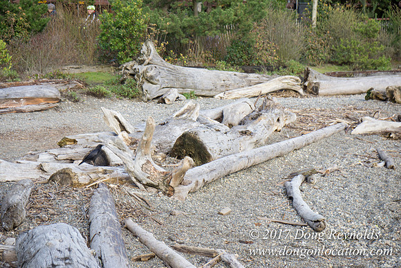 Myrtle Edwards Park