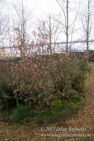Olympic Sculpture Park