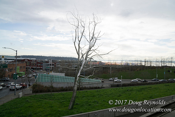 Olympic Sculpture Park