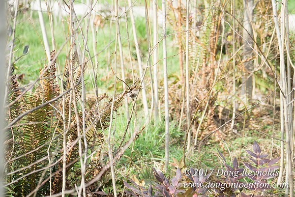 Olympic Sculpture Park