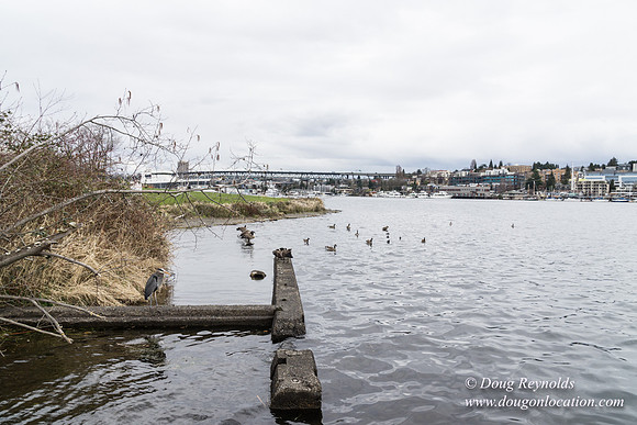 Gas Works Park Seattle