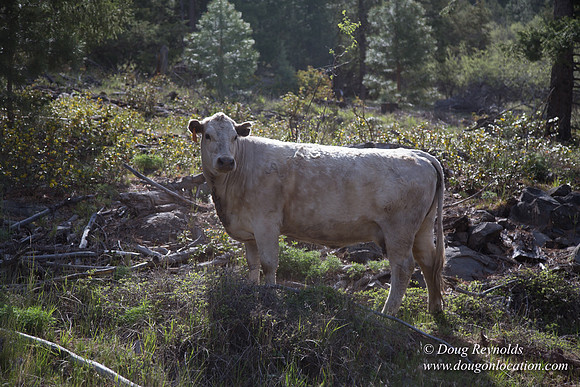Ranch 18