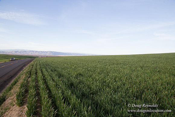 Eastern OR Wheat Rds