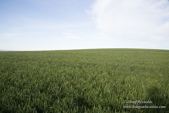 Eastern OR Wheat Rds