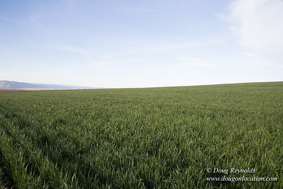 Eastern OR Wheat Rds