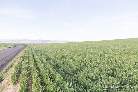 Eastern OR Wheat Rds