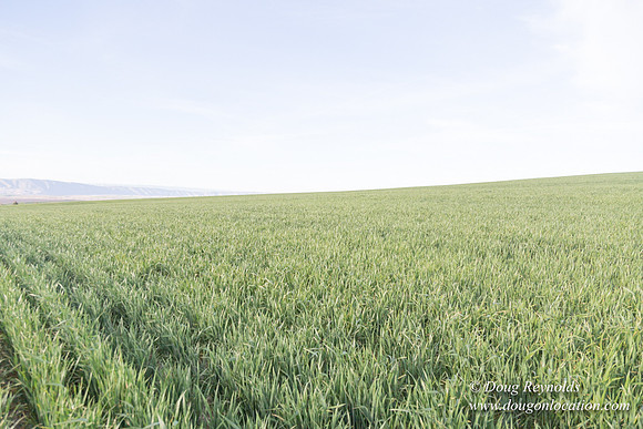 Eastern OR Wheat Rds