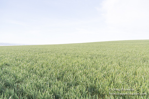 Eastern OR Wheat Rds
