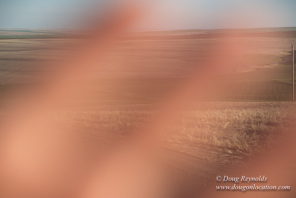 Eastern OR Wheat Rds