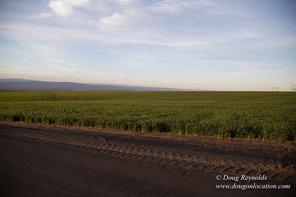 Eastern OR Wheat Rds