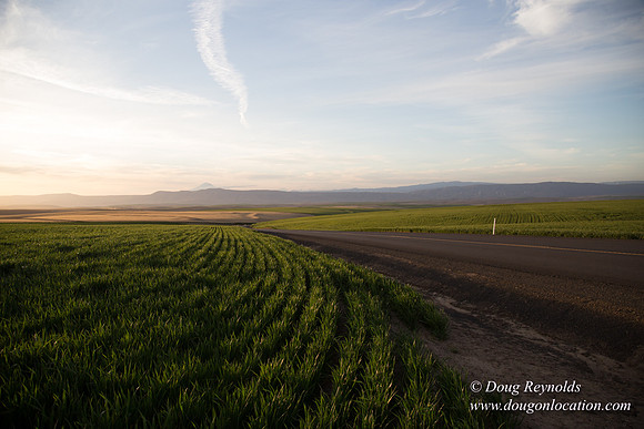 Eastern OR Wheat Rds