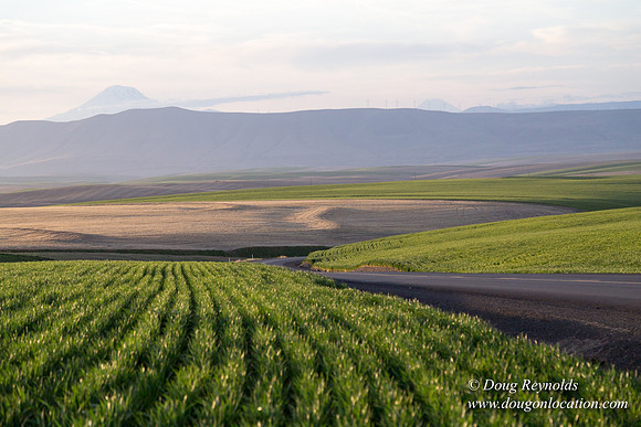 Eastern OR Wheat Rds