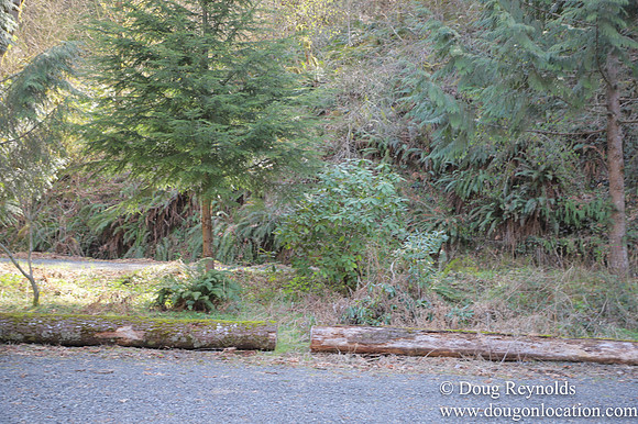 Eagle Fern Camp