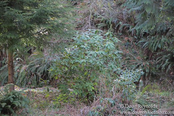 Eagle Fern Camp