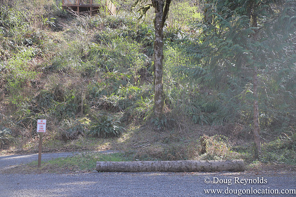 Eagle Fern Camp