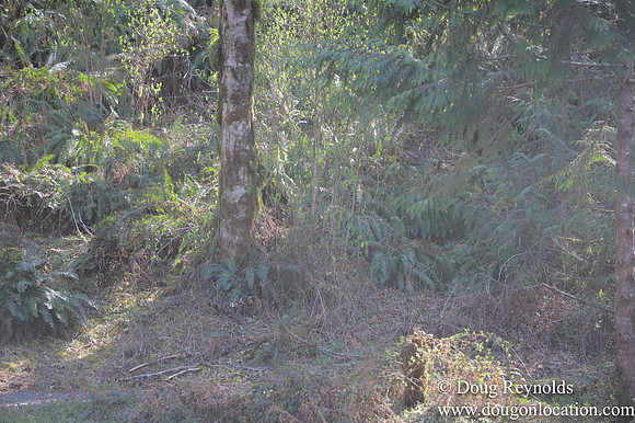 Eagle Fern Camp