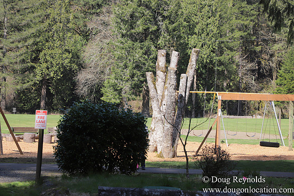 Eagle Fern Camp