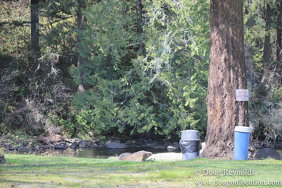Eagle Fern Camp